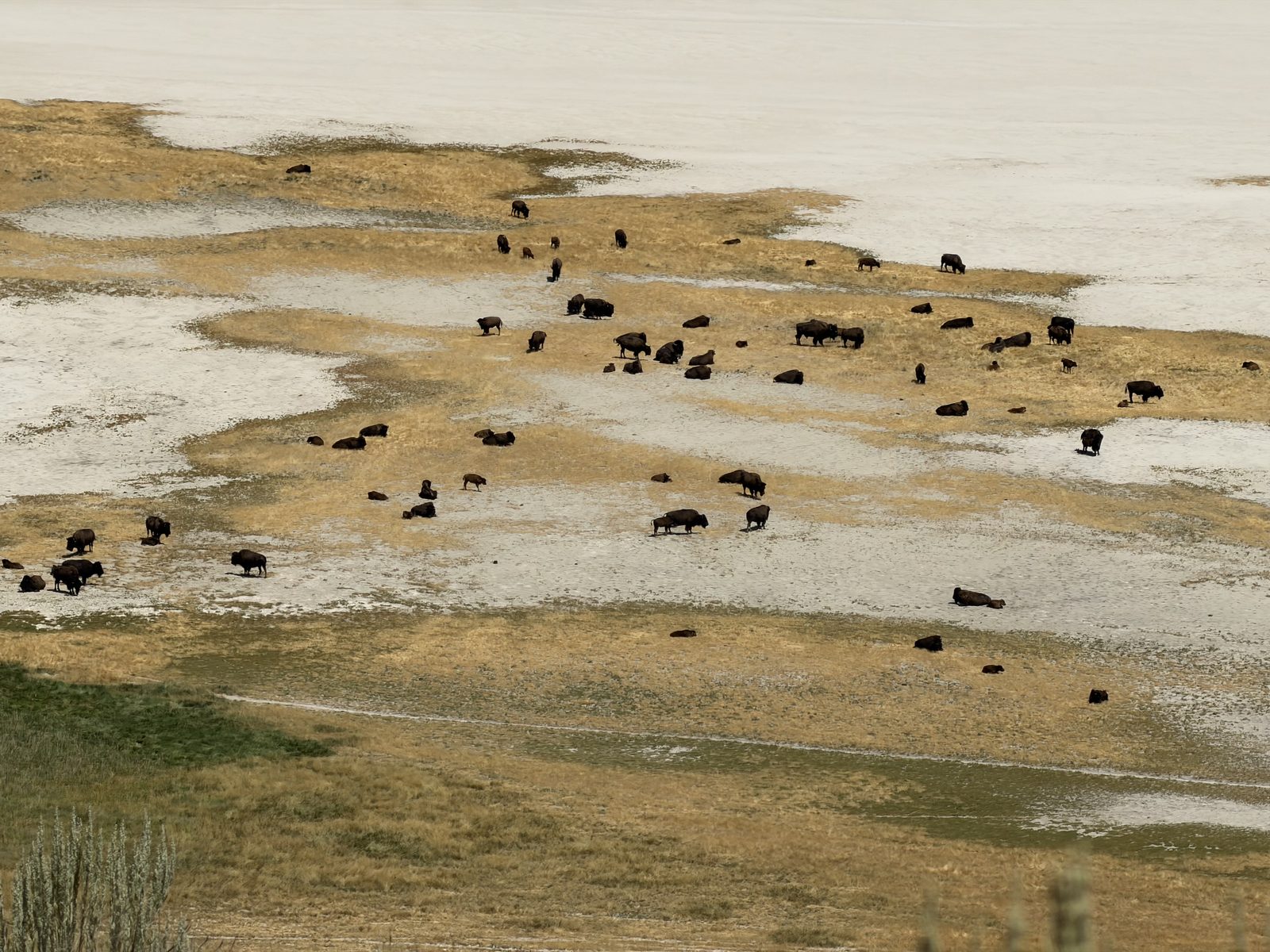 A scattered bison herd seen from a long way off as small dark shapes on pale flats