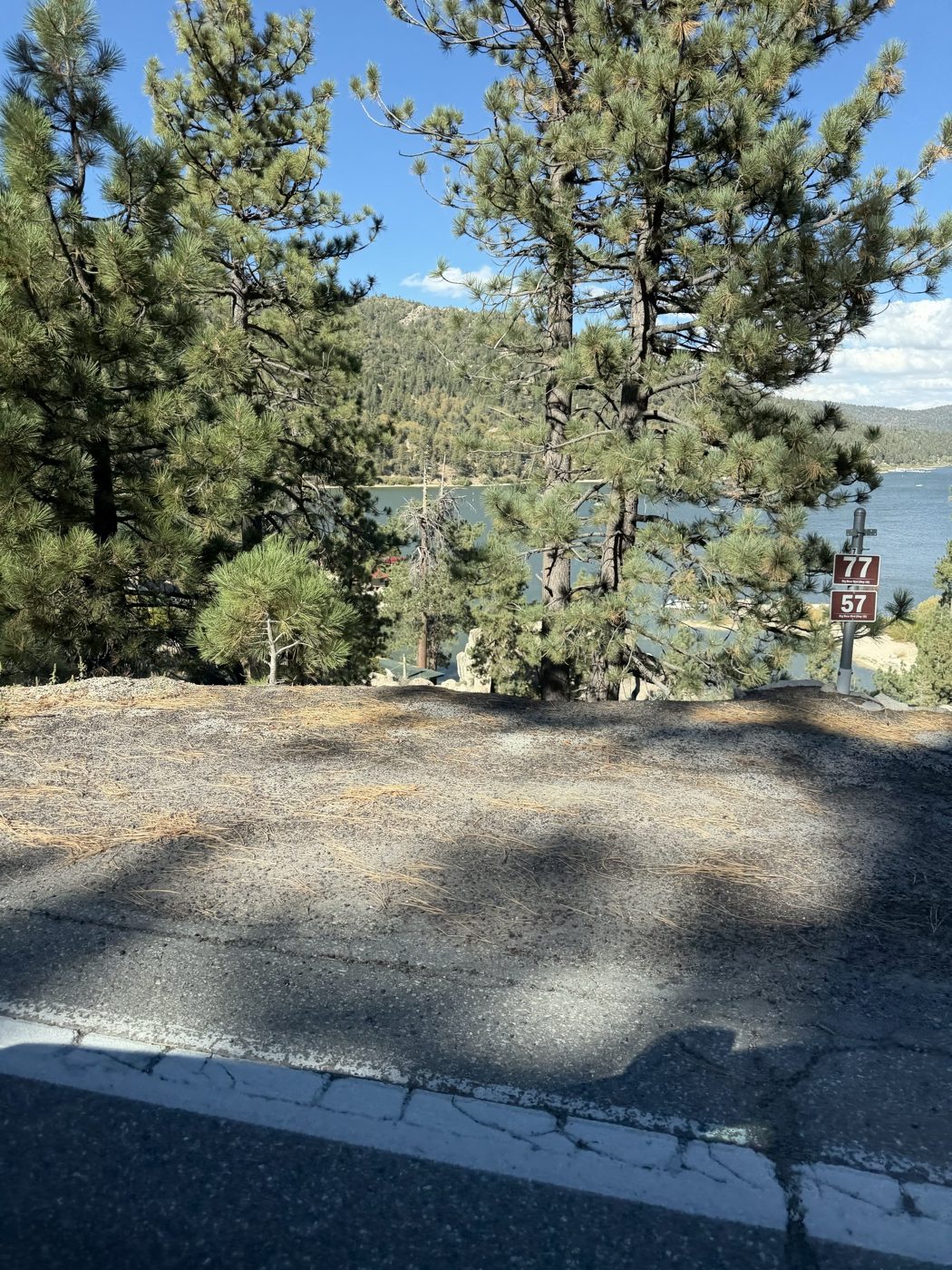 Pine trees above the road, with the lake showing through behind them