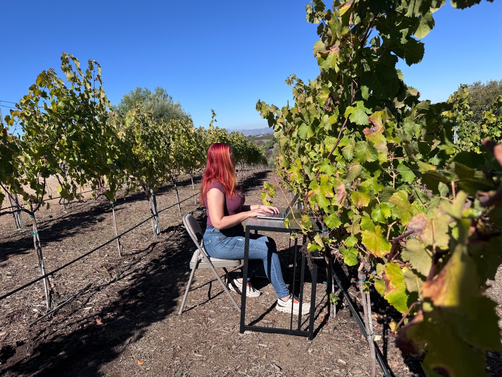 Jenna at the folding desk with a laptop, set up in the middle of a vineyard row under a clear blue sky