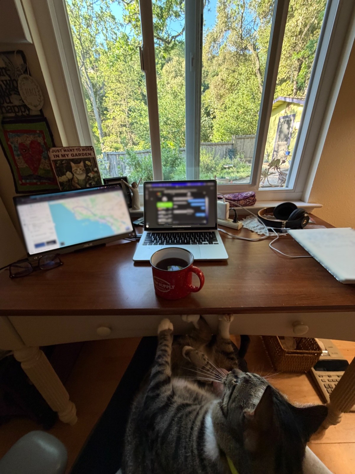 A desk under a garden window: a laptop beside a second screen showing a map, a red mug of coffee, and a tabby cat reaching up from under the desk