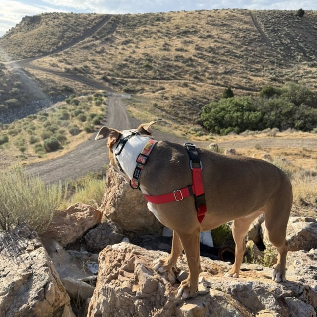 A tan dog perched on desert rocks, valley behind