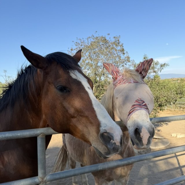 A horse looking over a ranch fence, another beside it