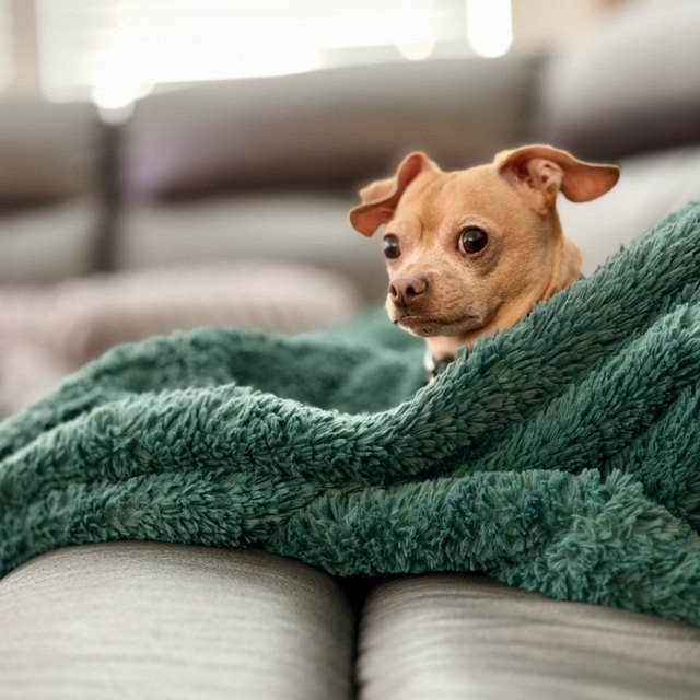 A small tan chihuahua tucked into a green blanket on a couch