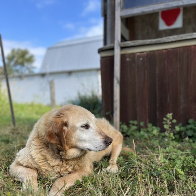 A golden retriever lying in the shade by a red barn