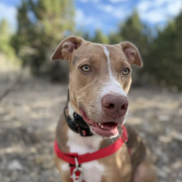 A grinning tan-and-white pit bull in a red harness
