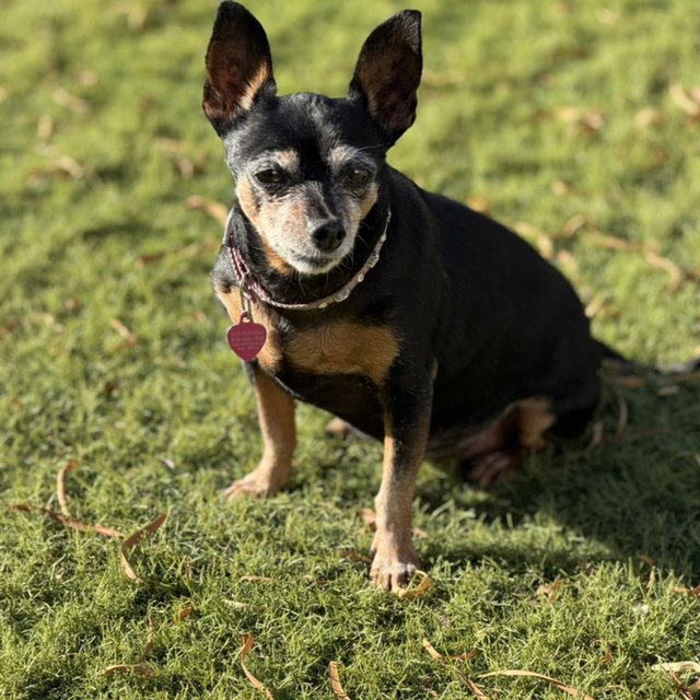 A black-and-tan miniature pinscher sitting in green grass