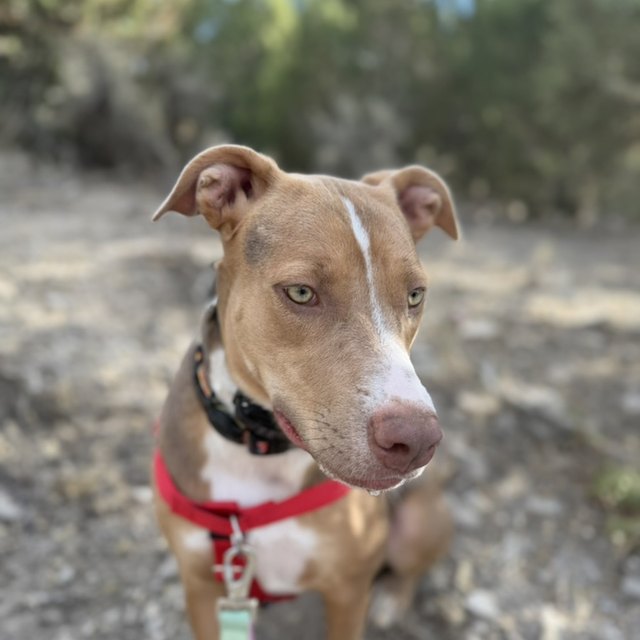 A brown pit bull mix in a harness, resting on grass
