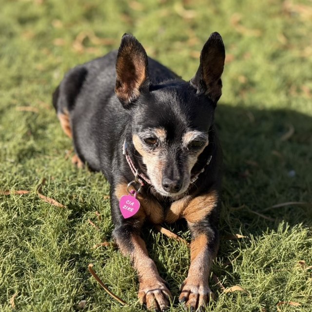 A black-and-tan dog lying comfortably in green grass