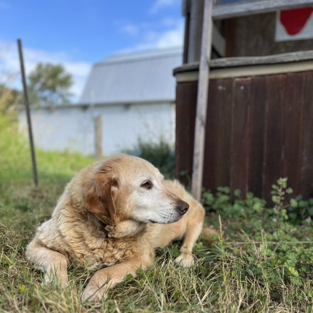 A golden retriever lying in grass beside a white barn