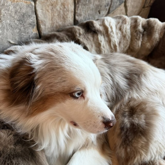 A red merle Australian shepherd resting, blue eye visible