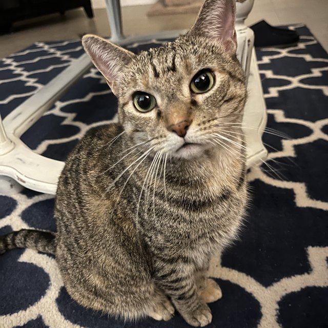A tabby cat sitting upright on a patterned rug