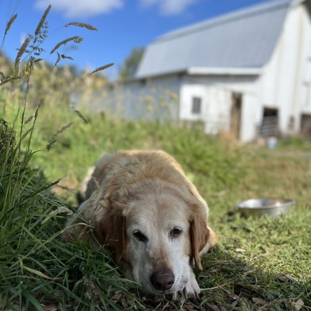 A golden retriever nosing through grass by white barns