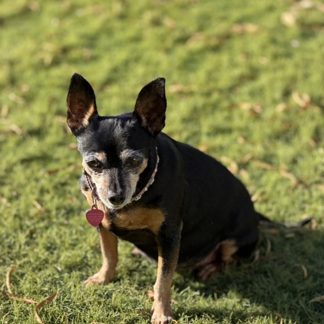 A black-and-tan chihuahua sitting in grass