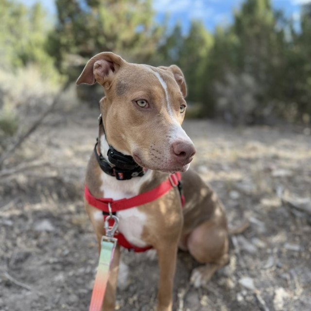 A tan pit bull on a leash outdoors