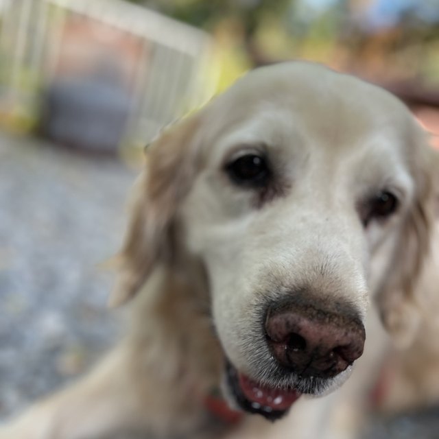 An older golden retriever smiling close to the camera