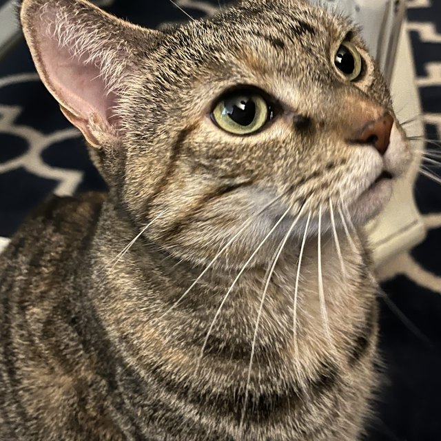 A tabby cat looking up, whiskers catching the light