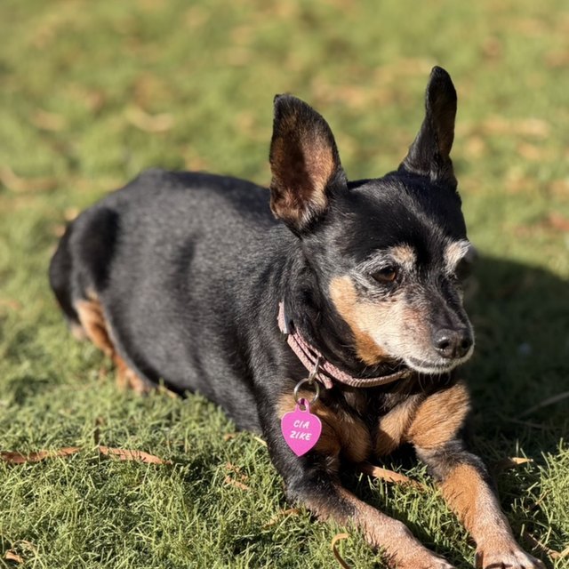 A black-and-tan dog lying in grass, pink collar