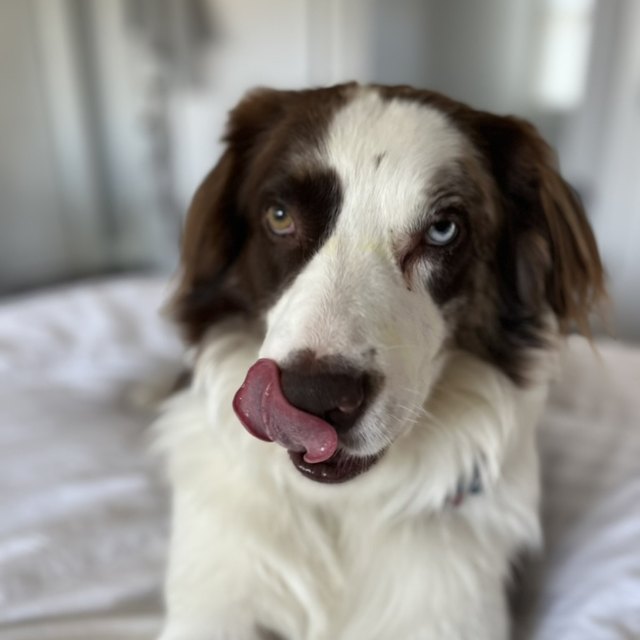 A brown-and-white border collie mid-lick on a bed