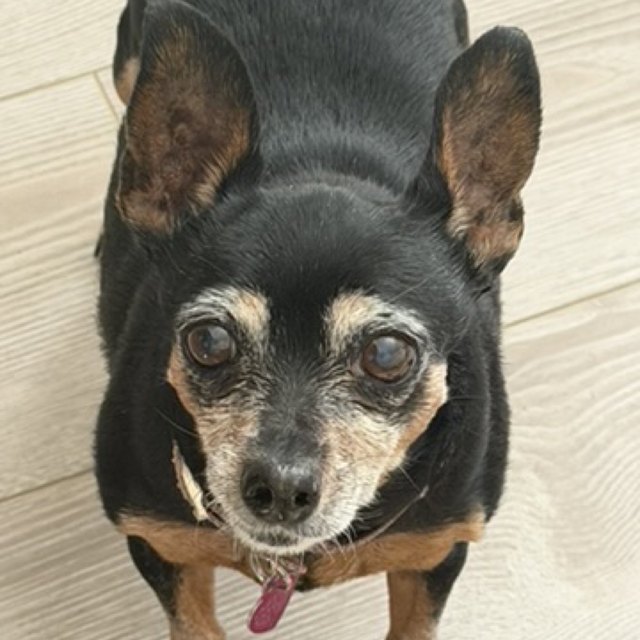A black senior dog looking up at the camera