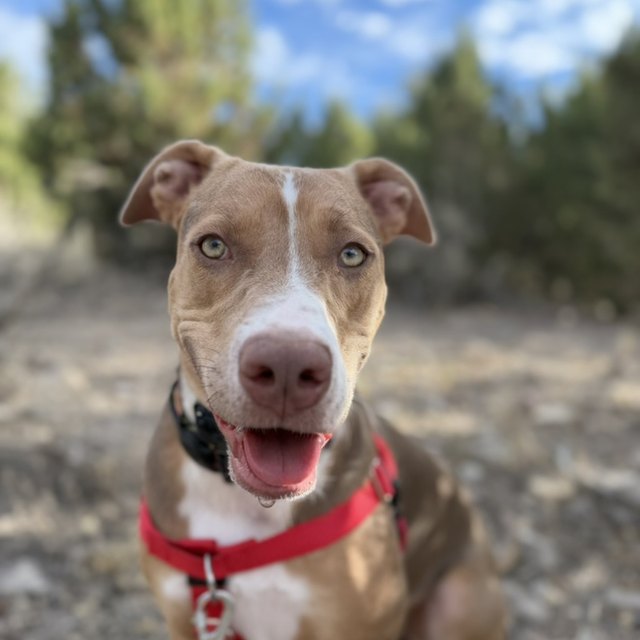 A tan pit bull mix smiling, red collar