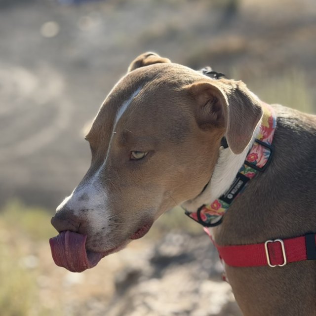 A grey pit bull with a red collar, tongue out