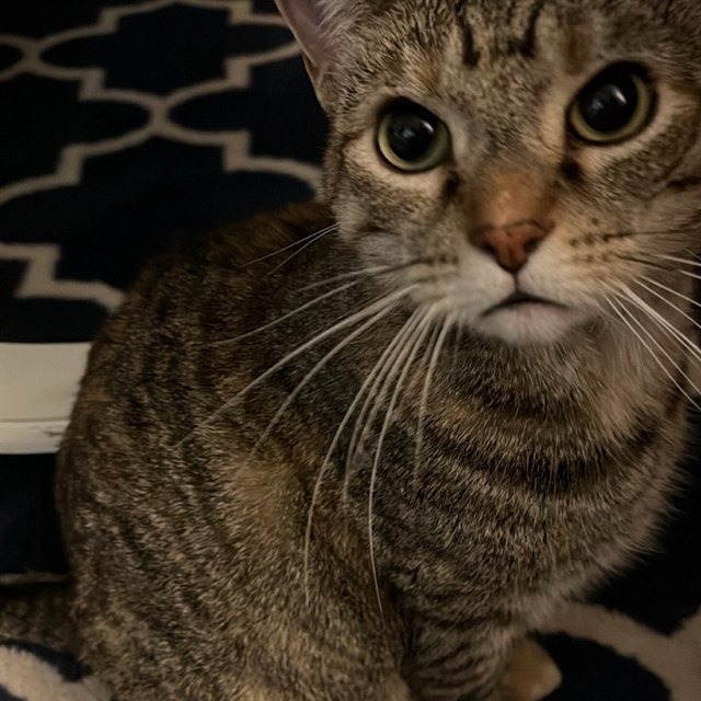 A tabby cat resting on a patterned rug, close up