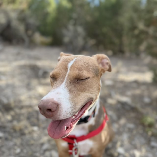 A tan-and-white pit bull smiling outdoors