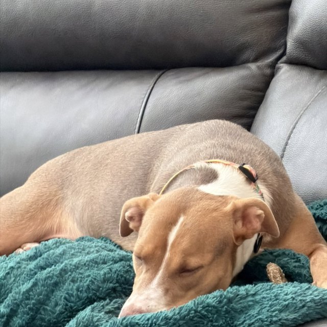 A tan pit bull napping on a green blanket