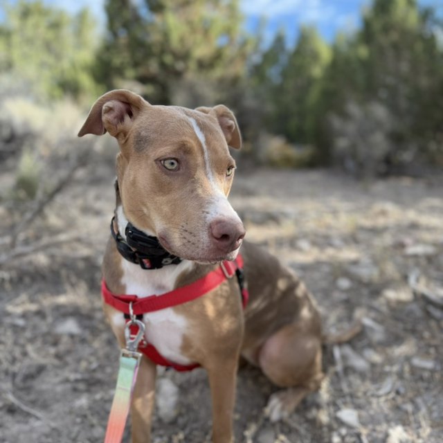 A tan-and-white dog on a trail in a red collar