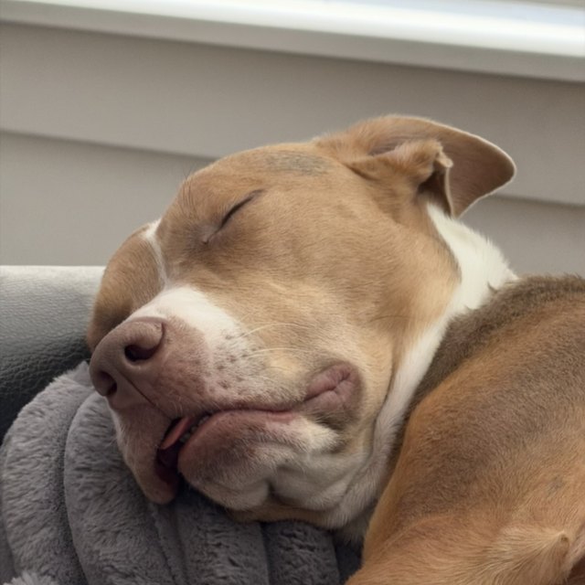 A tan pit bull sleeping on a cushion