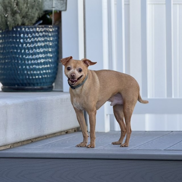 A small tan dog standing on a windowsill