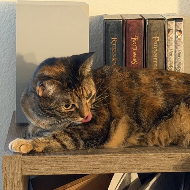 A tortoiseshell cat lounging on a shelf by books