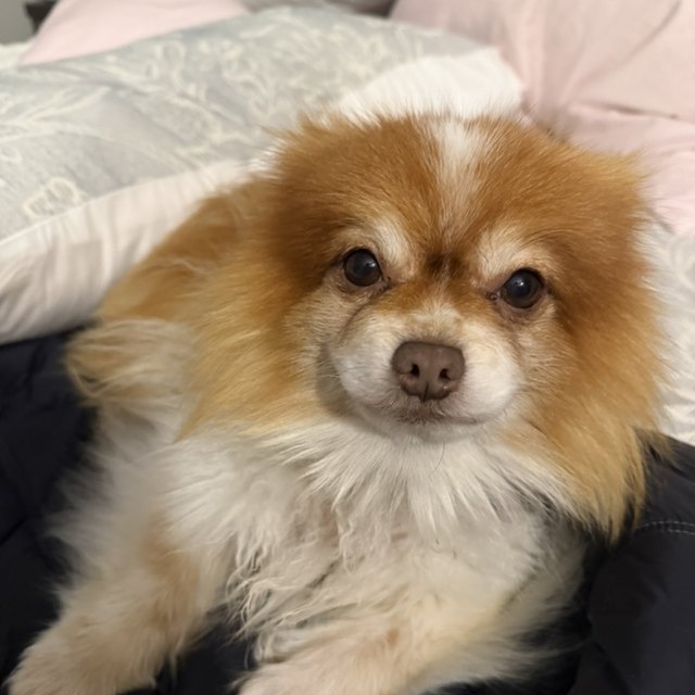 A fluffy pomeranian looking up at the camera