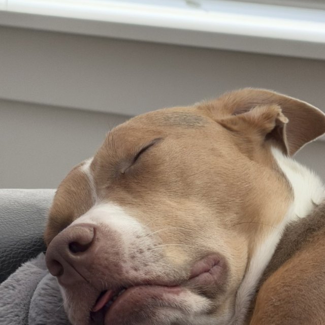 A tan pit bull asleep with its chin on a cushion