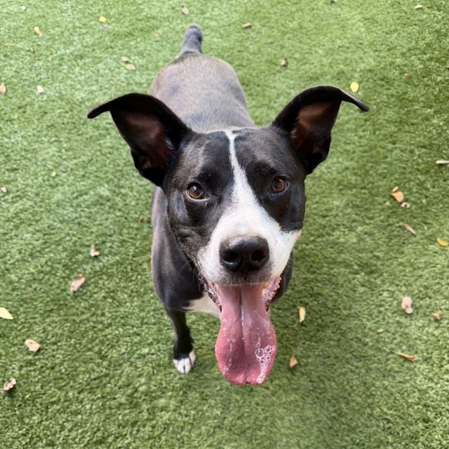 A black-and-white pit bull sitting on turf, tongue out, looking up