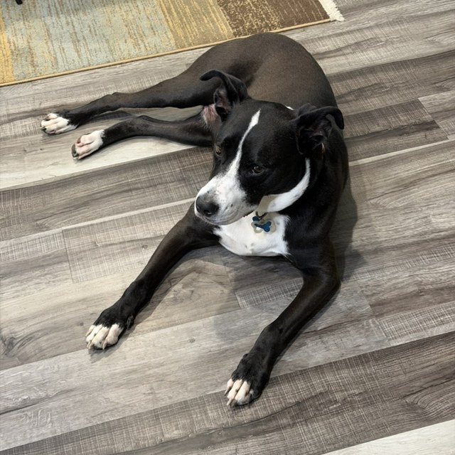 A black-and-white pit bull stretched out on a wood floor