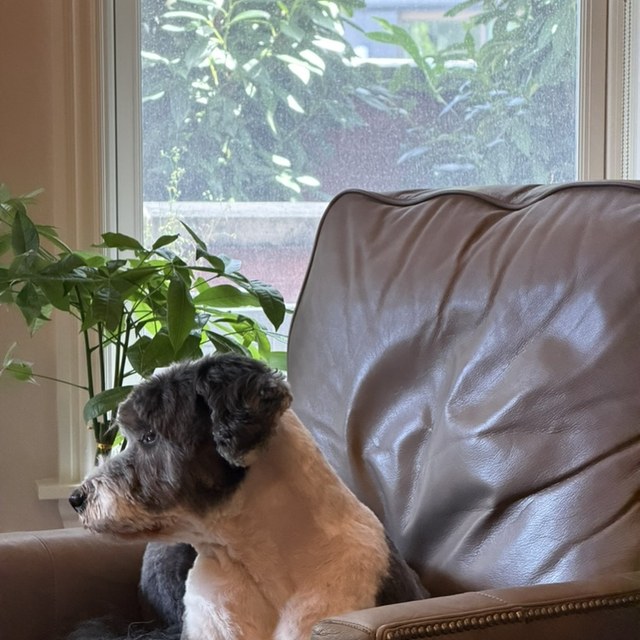 A fluffy tricolor dog sitting alert on a leather couch by a window