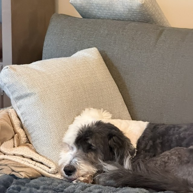 A grey-and-white scruffy dog resting, chin on a cushion
