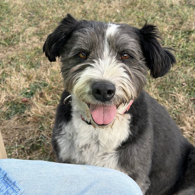 A grey and white shaggy terrier mix grinning in the grass