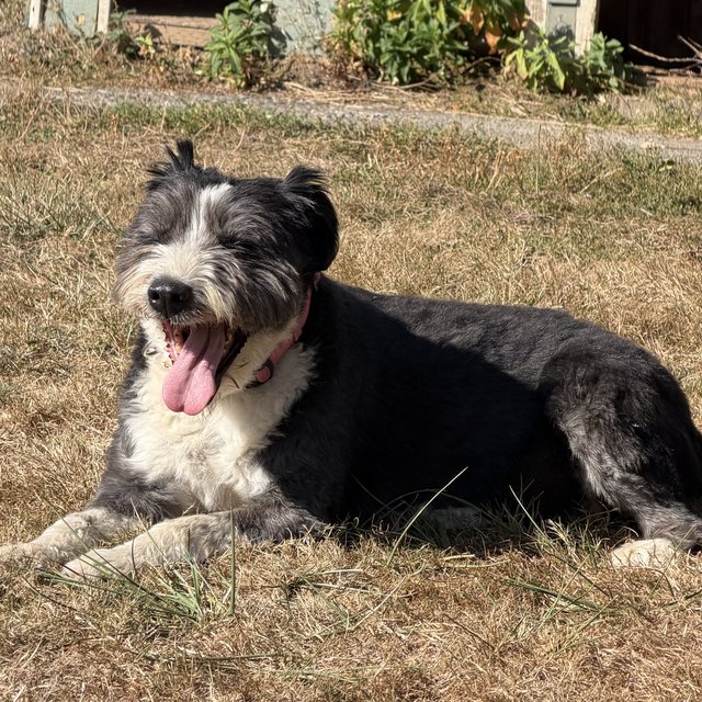 The grey and white shaggy terrier lying in the yard, tongue out