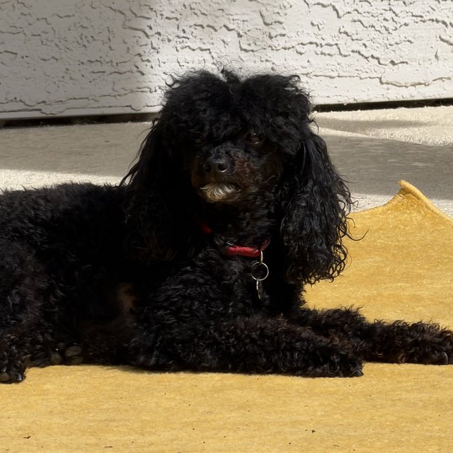 A small black curly poodle lying on a yellow rug in the sun