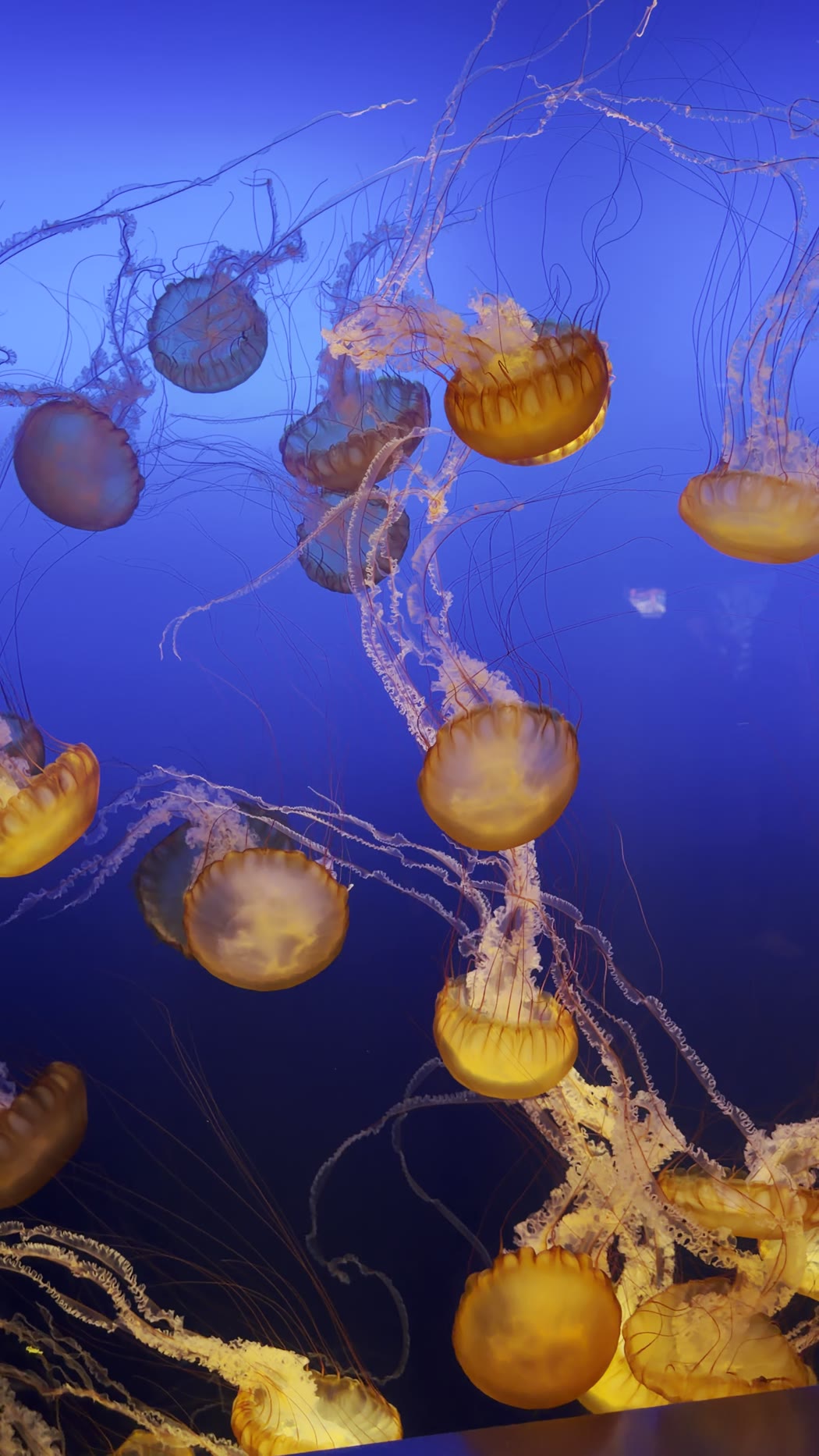 Orange jellyfish drifting in a deep blue tank
