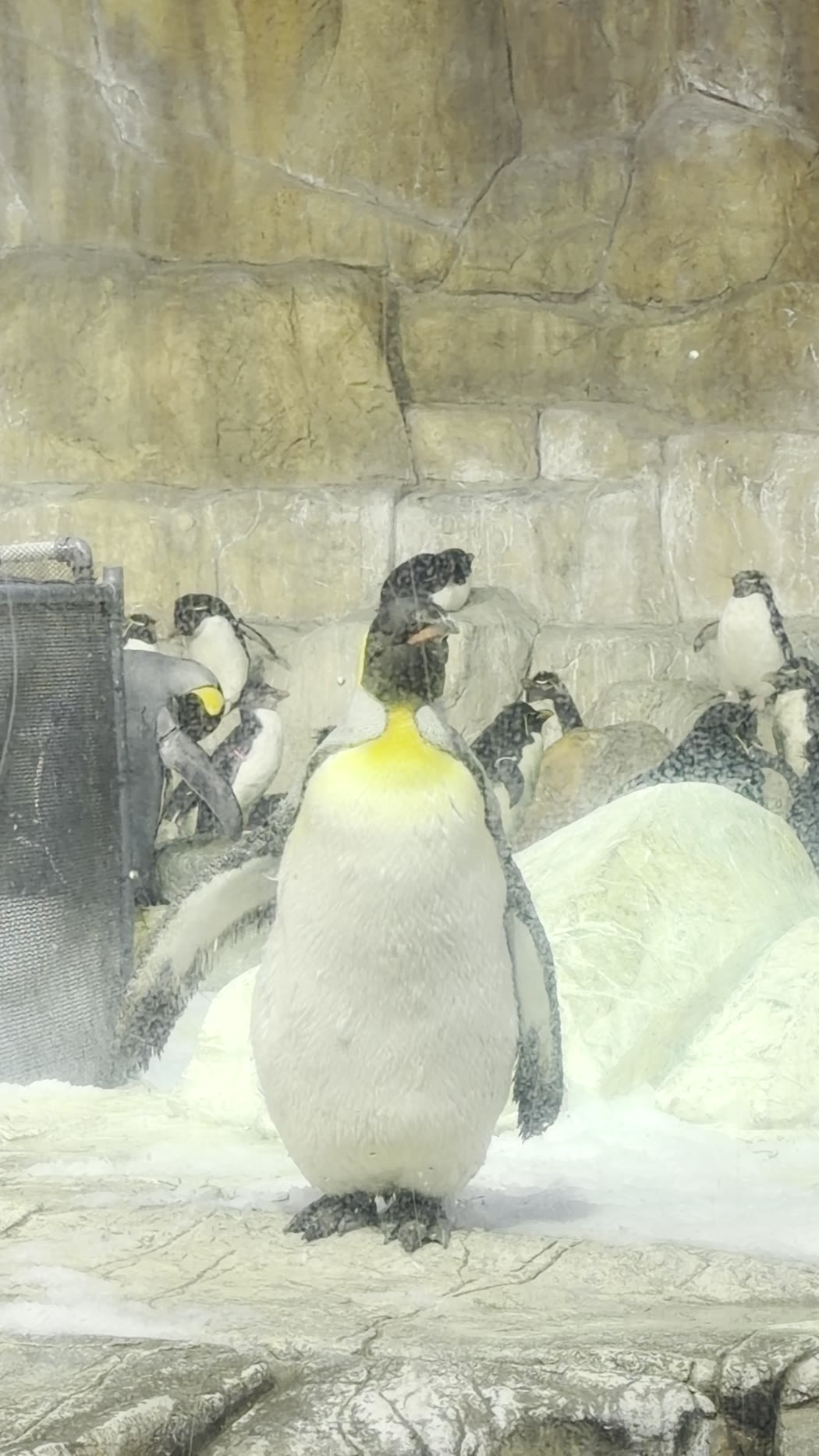 A king penguin standing on the rocks in the aquarium's penguin habitat