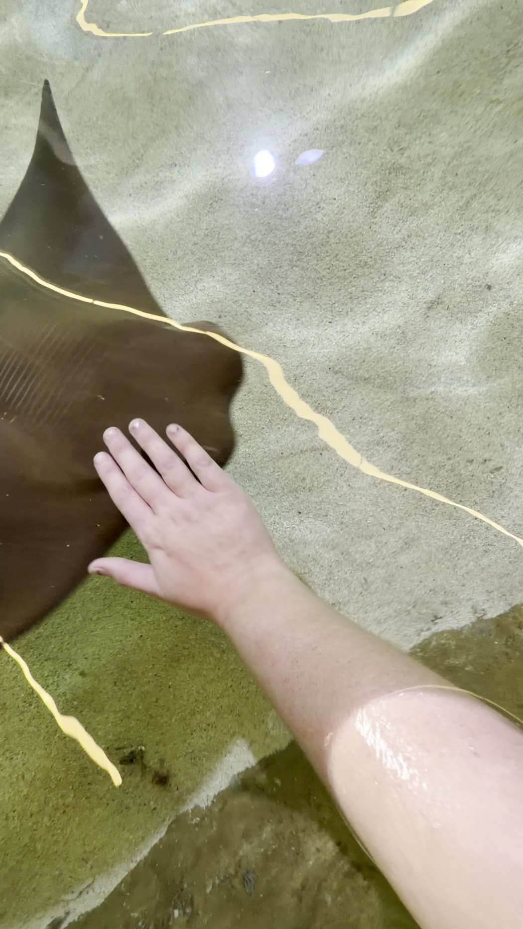 Jenna's hand resting on the back of a stingray in clear, shallow water