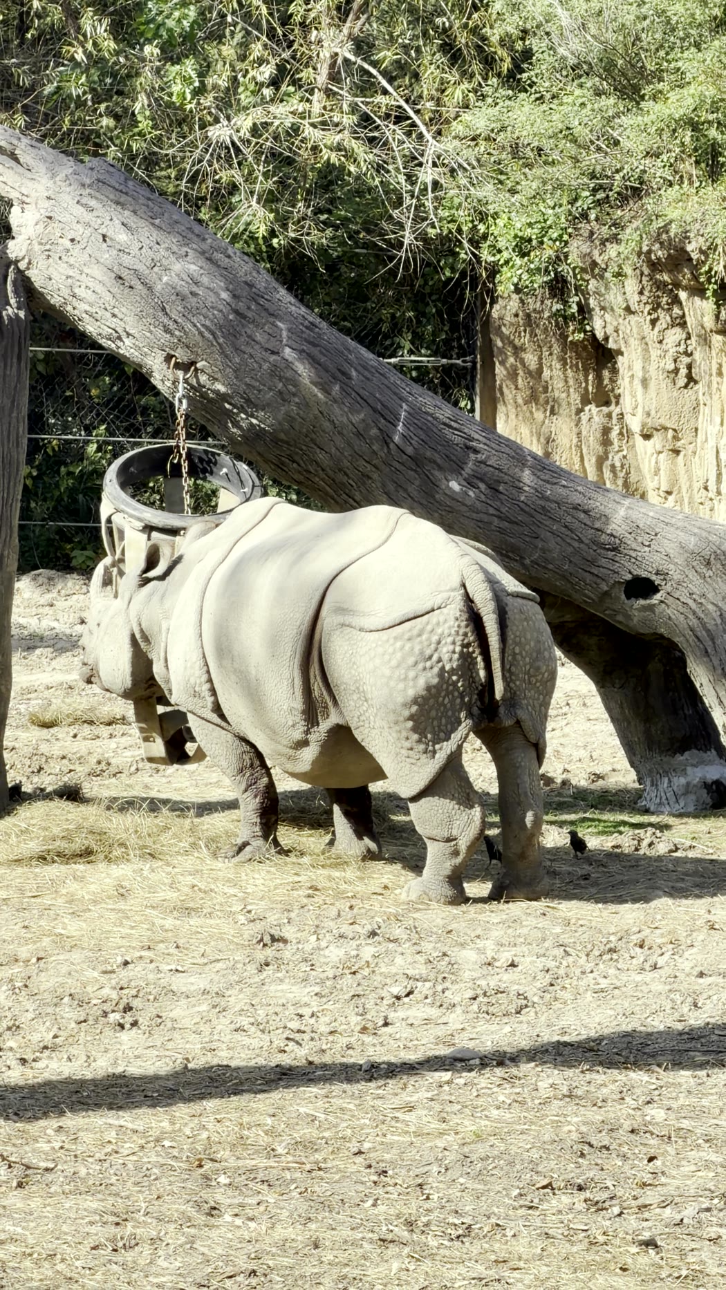A rhino standing in a dusty yard beside a fallen log
