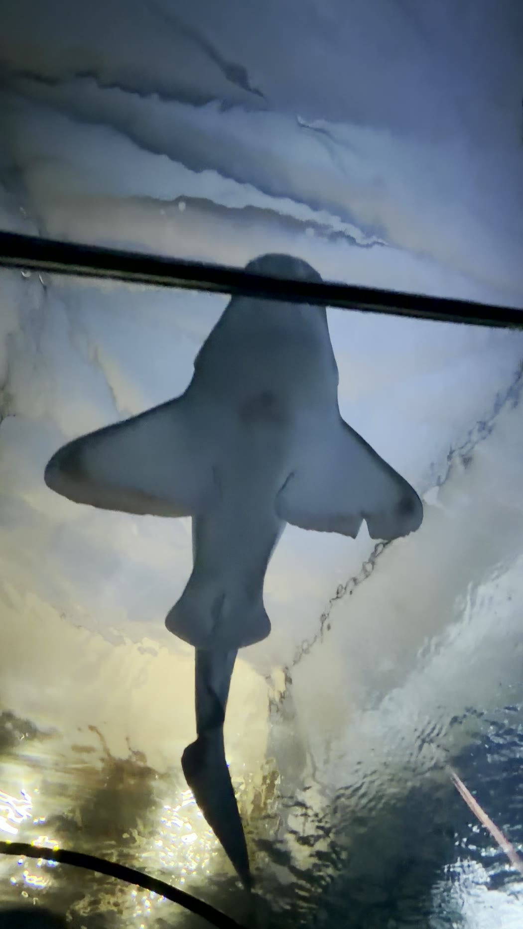 A shark gliding directly overhead through the aquarium's glass tunnel