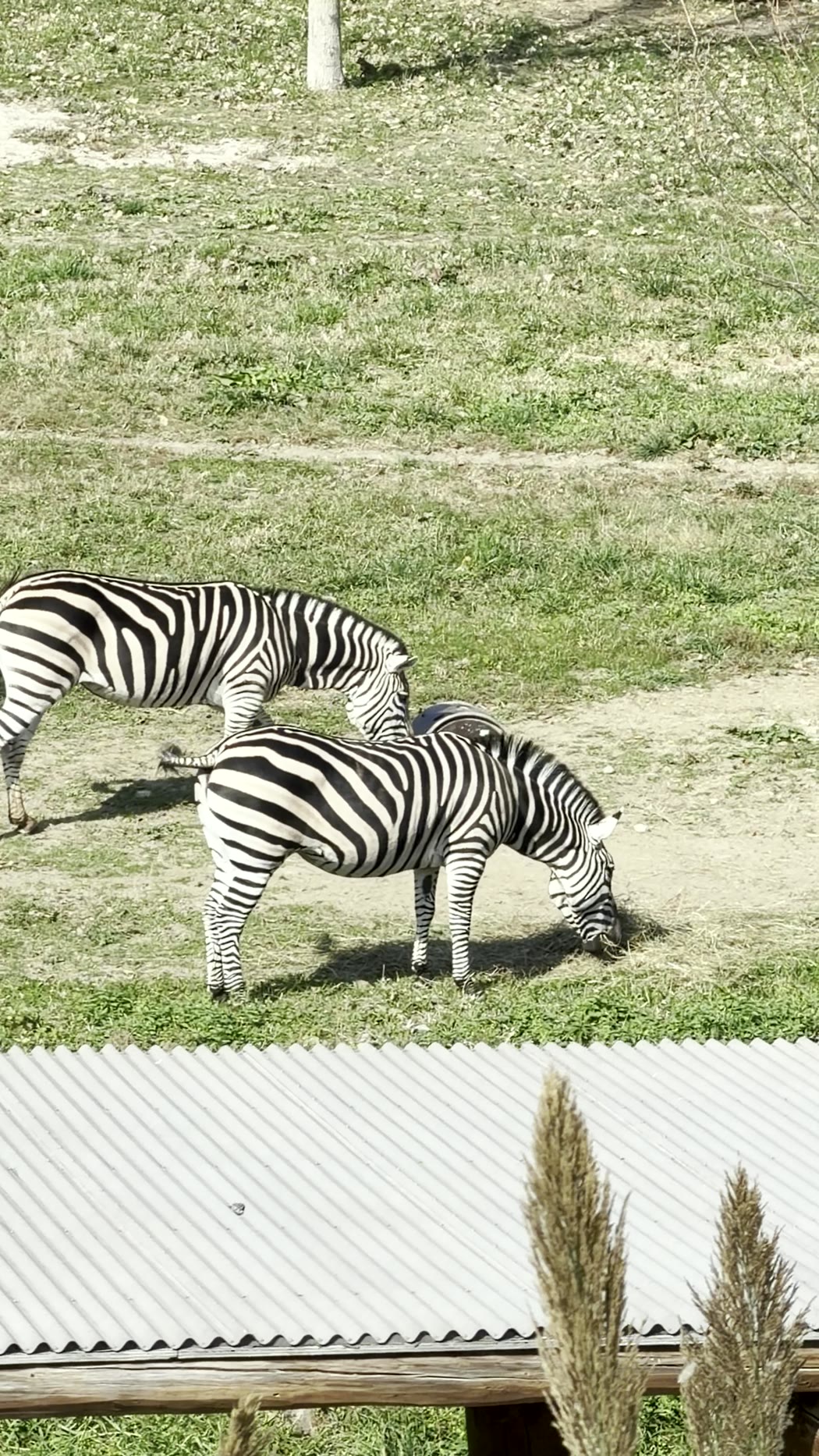 Zebras grazing, seen from above on the Skyfari
