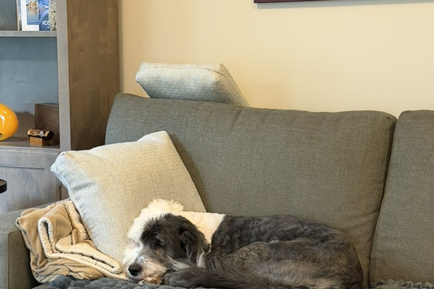 A scruffy grey-and-white dog resting on a couch with pillows and a soft throw