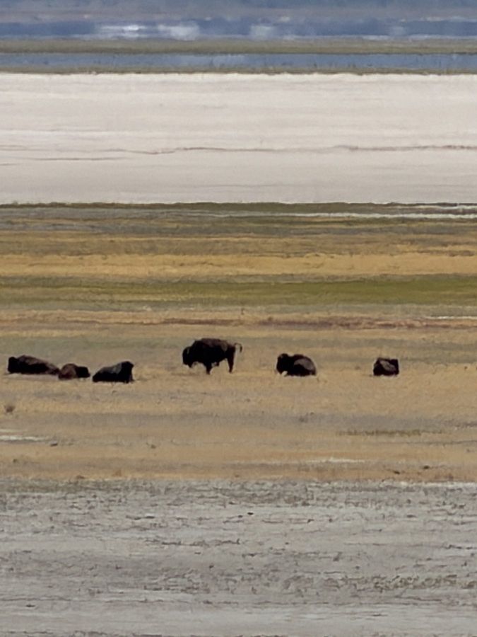 Bison grazing on the island grassland