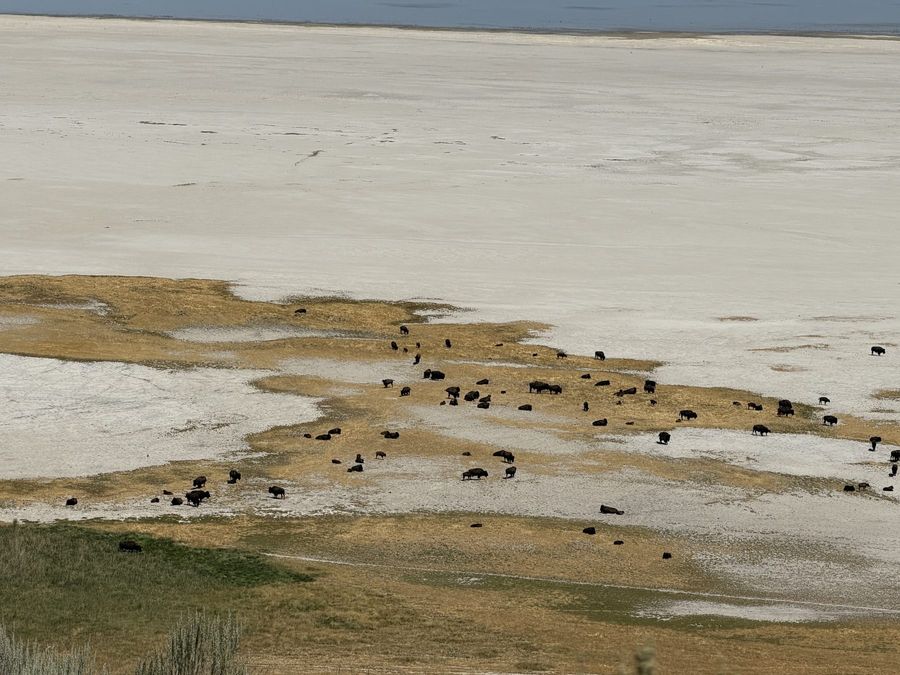 A herd of bison along the salt shoreline